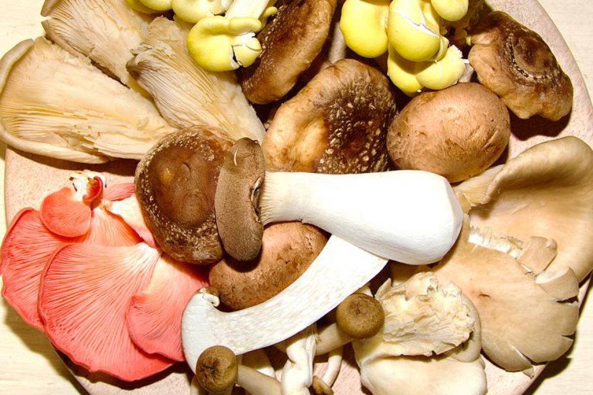 The Umami guide to our favorite mushrooms Umami Food Magazine